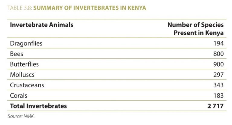 Insects - Biodiversity atlas Kenya