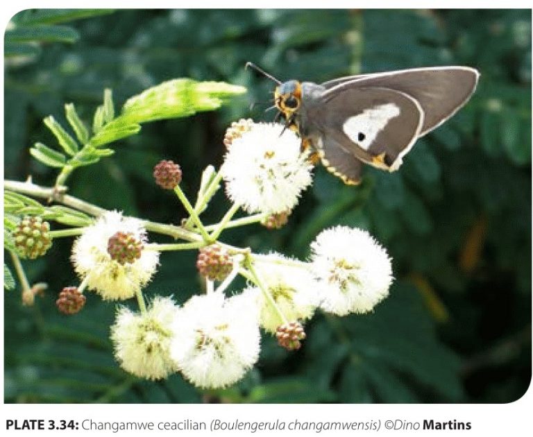 Insects - Biodiversity atlas Kenya